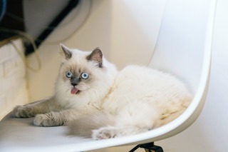 Cool Cats: A Guide to Keeping Your Cat Cool This Summer