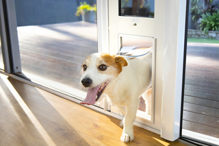 Training Your Dog To Use A Patio Pet Door