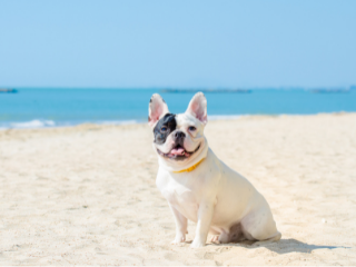 Tips for a Successful Beach outing with your Dog. 