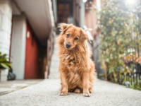 Tips and Tricks for Renting with Pets 